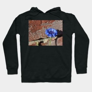 Flower Posing with a Brick Wall Photographic Image Hoodie